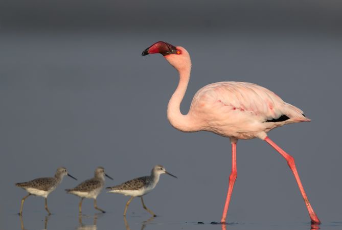 Greater flamingo and offspring
