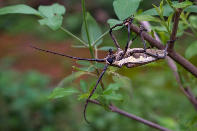A long-horned beetle hanging from a branch at a park in Mumbai