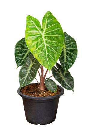 Green Leaf Ornamental Foliage Plant