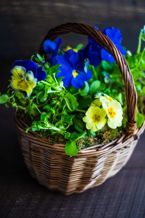 Basket of yellow and blue spring flowers for Easter