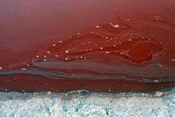 Salt on shore of red lake