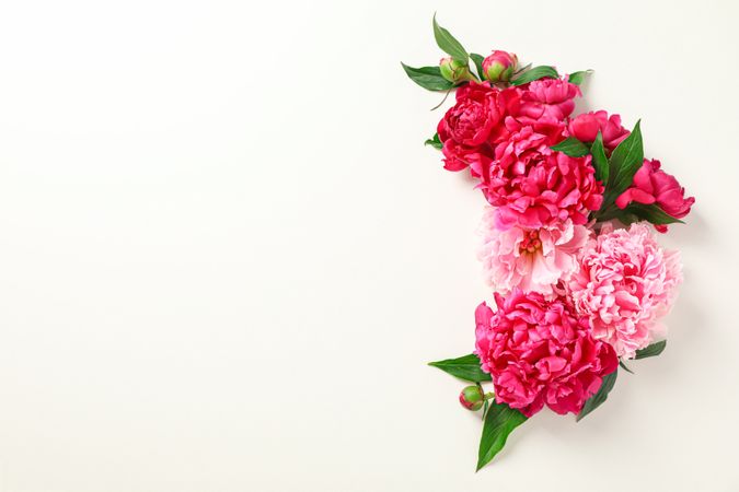 Flat lay composition with beautiful peonies on light background, space for text and top view