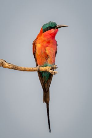 Southern carmine bee-eater looks right on branch