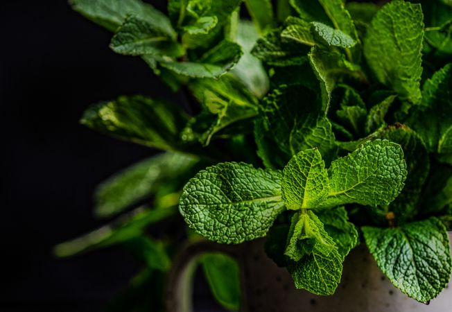 Close up of organic mint leaves