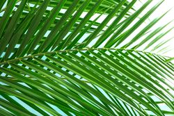 Beautiful palm leaves on light background, closeup. Exotic plant