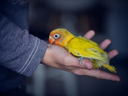 Crop person with little yellow lovebird sitting on palm