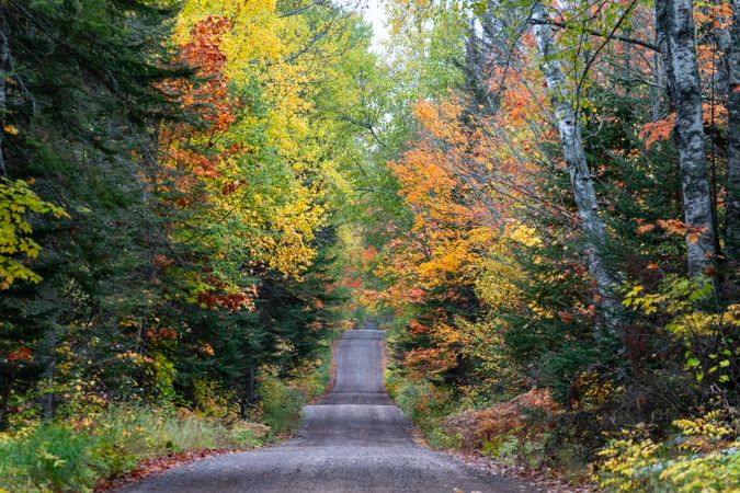 Road surrounded by fall trees