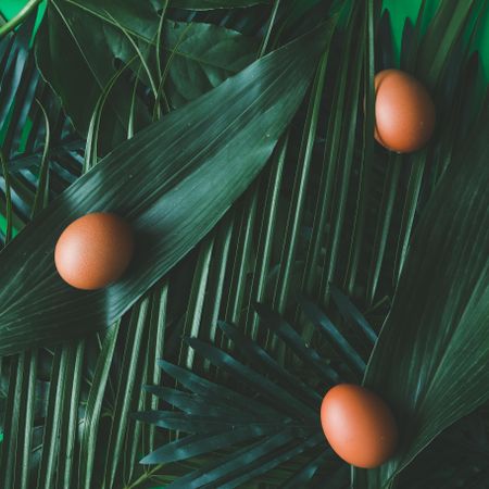Tropical green leaves with brown eggs