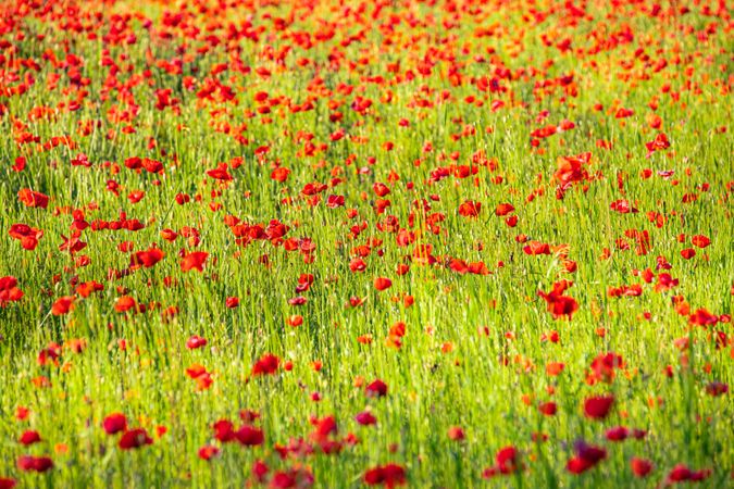 Red flowers spotting the field