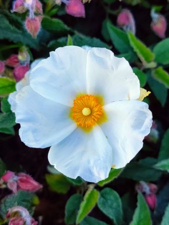 Single cistus flower with yellow center and green leaves