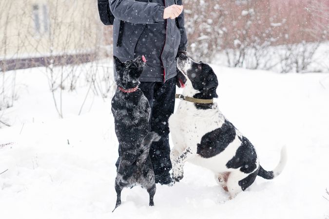 Snowy Playtime with Dogs