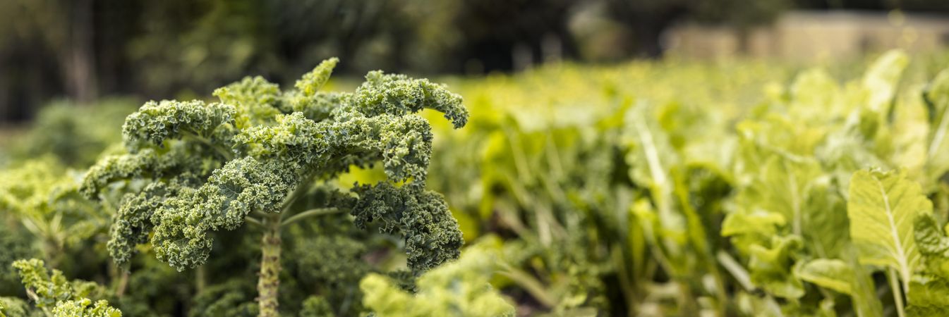 Ripe kale crops in an organic vegetable garden