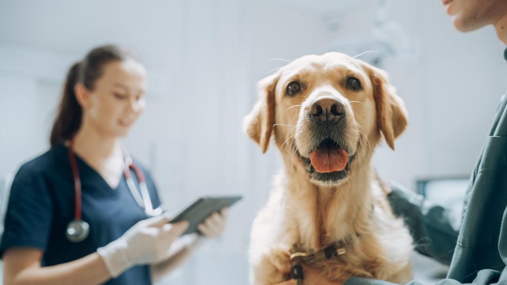 Dog's Owner Helps to Calm Down the Pet and Talks with the Doctor