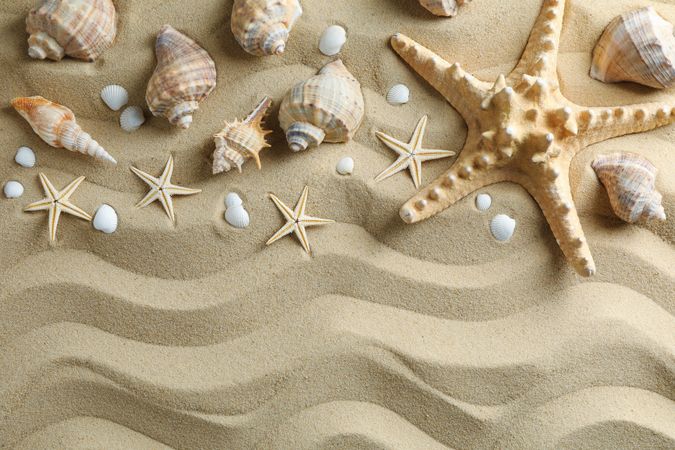 Many seashells and starfish on sea sand, space for text and top view. Summer vacation backdrop