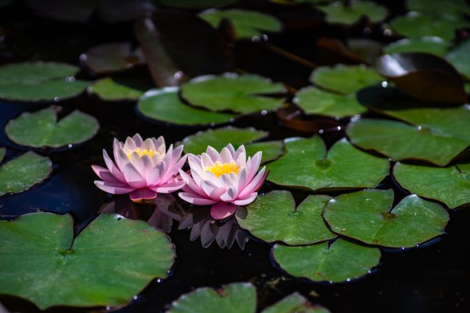 Water lily flowers in calm pond