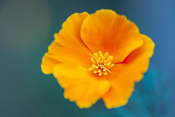 Orange poppy on green background