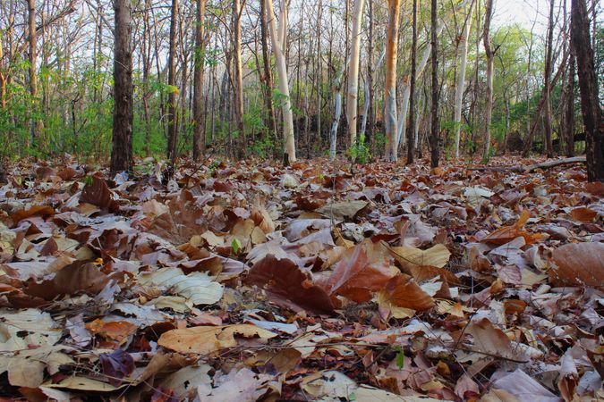 dry leaves