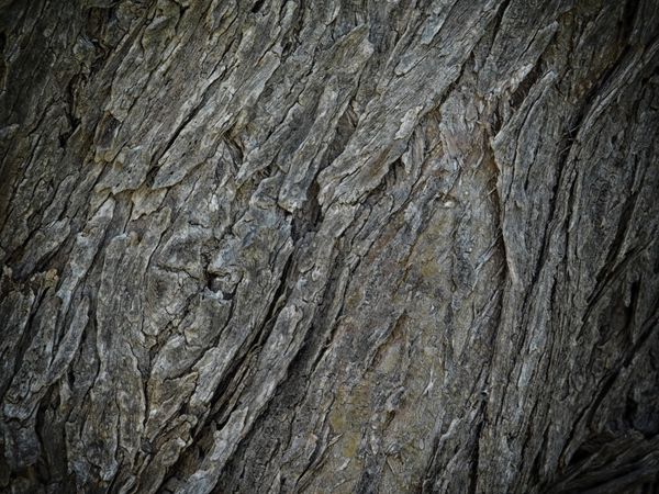 Dark Wood Texture In The Garden