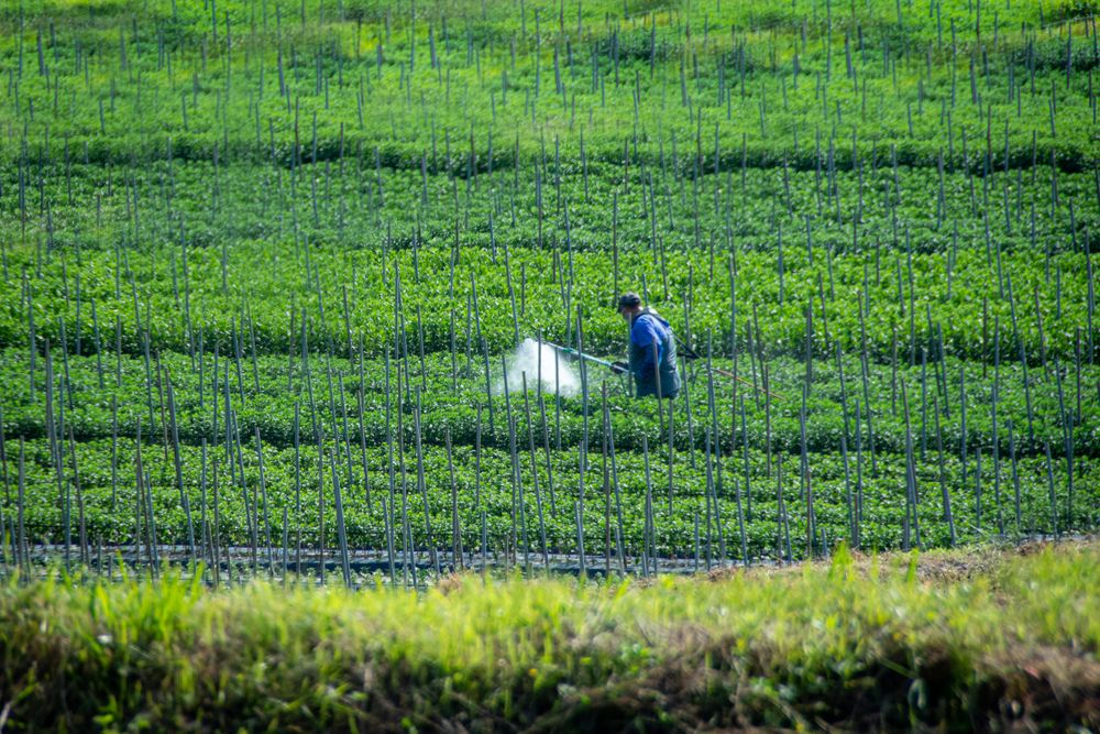Farmer spraying pesticide on crops