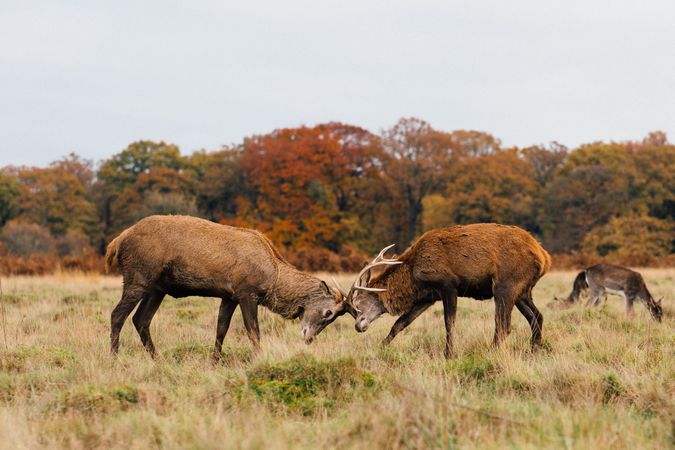 Two barren-ground caribou fighting on green grass field