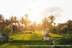 Beautiful idyllic farm land in Bali 5pYoA4