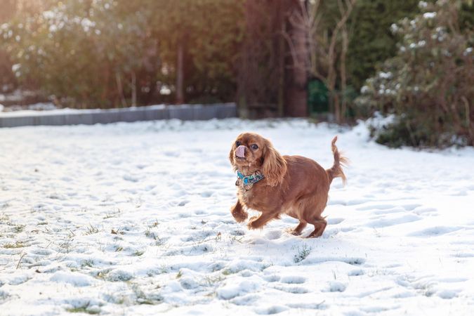 Cavalier spaniel running in the snow outside