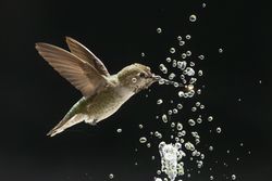 Beautiful Immature Male Anna's Hummingbird Enjoying The Water Fountain