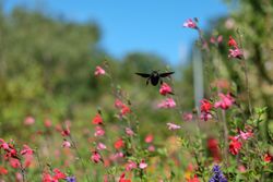 Carpenter bee flying over flowers