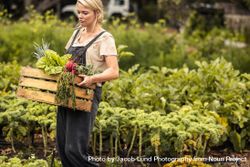 Farmer holding  box full of freshly picked beets, lettuces and carrots in her farm 56JZl5