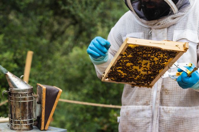 Male beekeeper using bee smoker in apiary