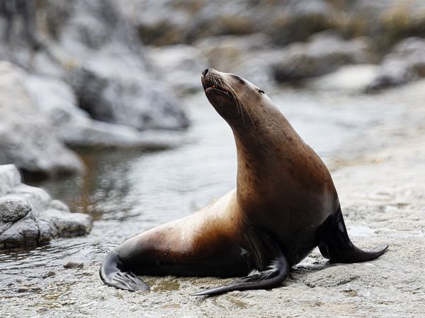 Steller Sea Lion, (Eumetopias jubatus), cow