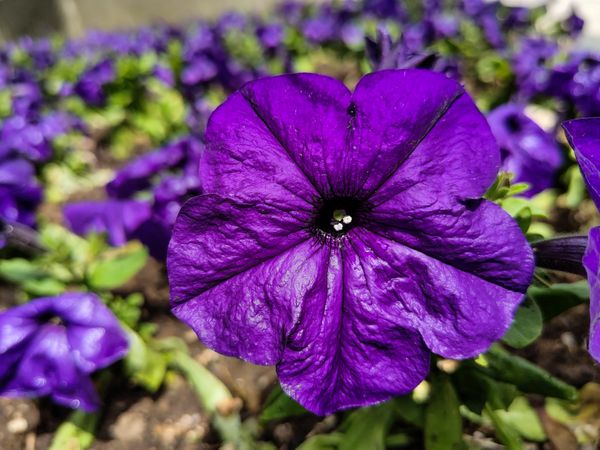 Elegant of a violet blossom 