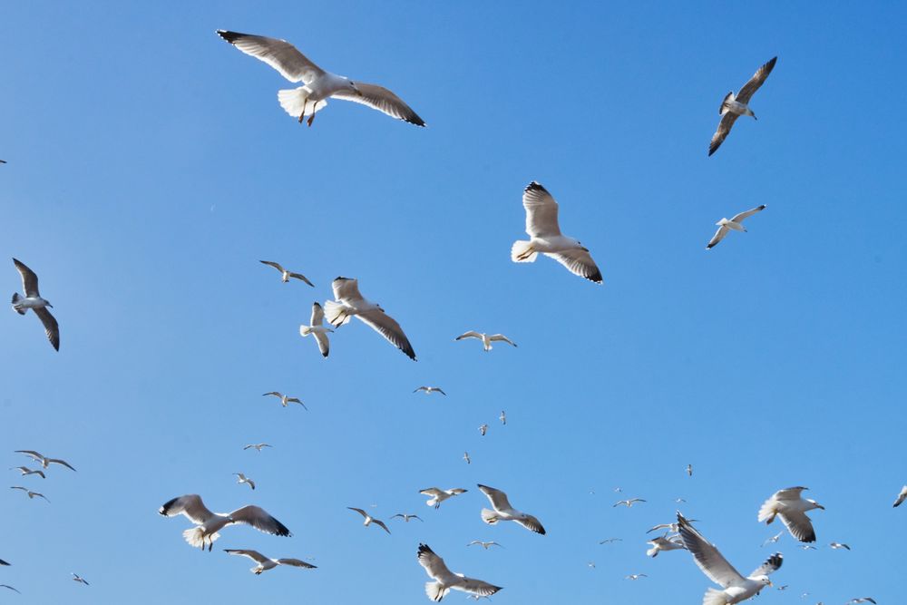Sea gulls flying in blue sky