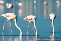 Flamingos on shallow water in Bahrain 4BEDM5