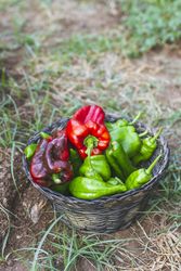 Green and red peppers in basket in garden