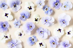 Pattern of purple viola flowers on neutral background