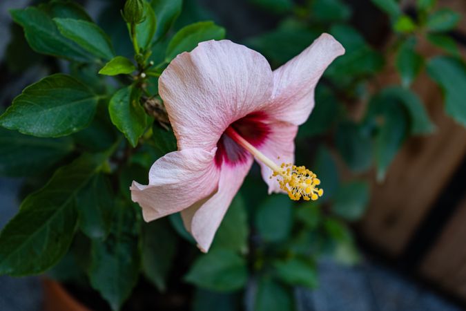 Beautiful pink hibiscus flower in the pot