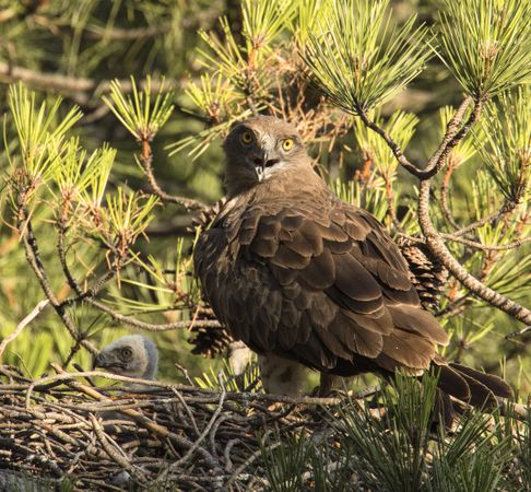 Eagle near newborn bird in nest