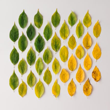 Autumn leaves from green to red in pattern on light background