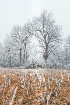 Frosty forest on an overcast day with frozen grass