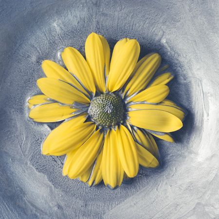Yellow daisy flower in silver paint