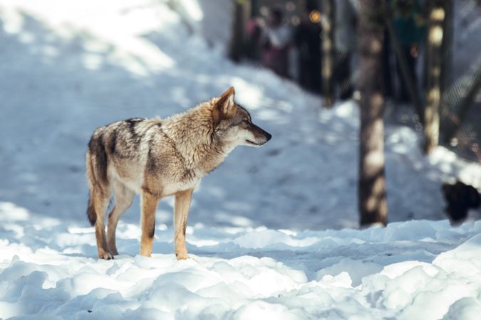 Wolf on hill near stones and snow