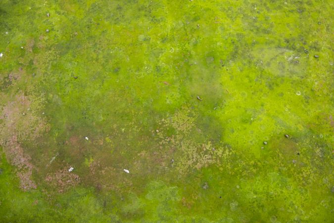 Fungi Green Moss Texture abstract background concrete wall. Rusty, Grungy, Gritty Vintage Background