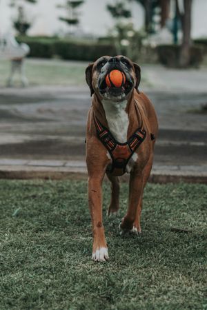 Friendly dog playing with ball in street