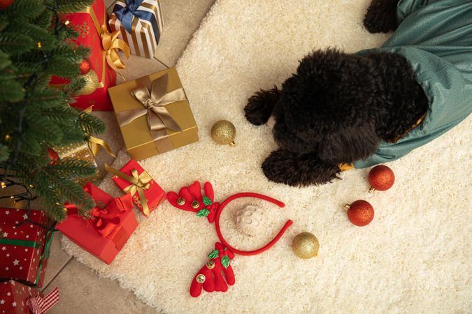 Concept of Merry Christmas, funny Christmas dog