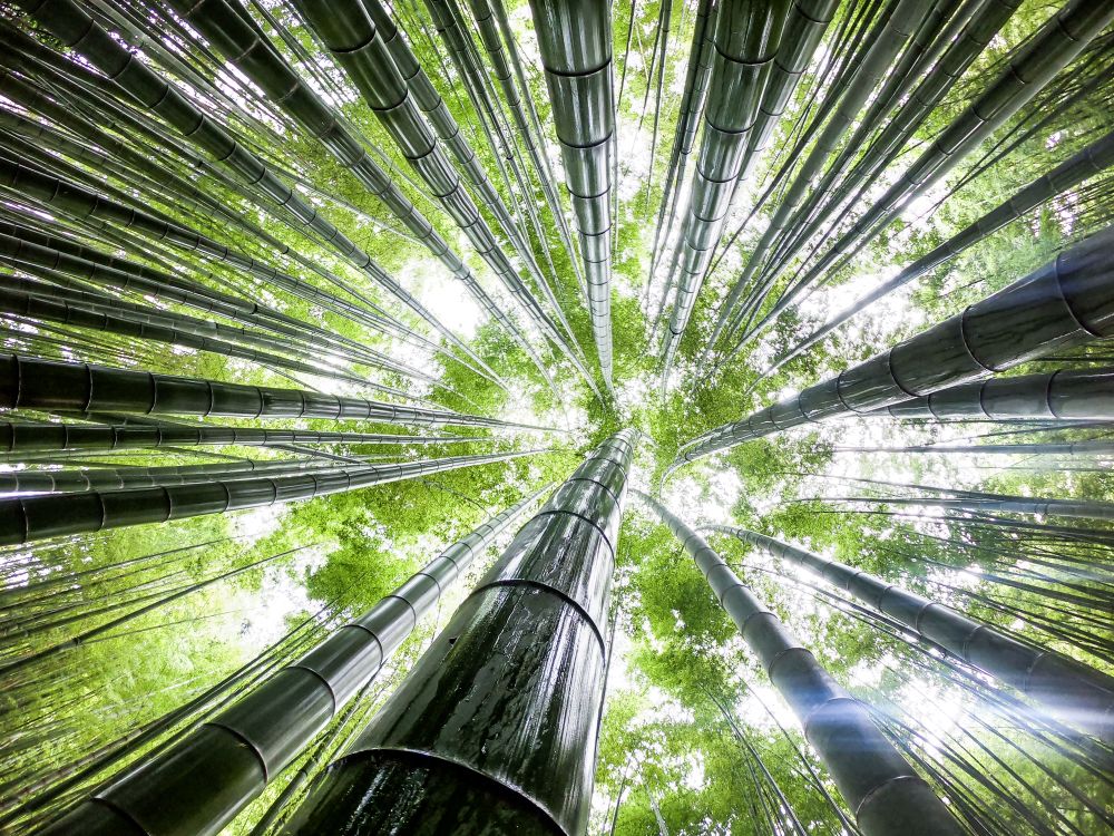 Low-angle photography of tree at daytime