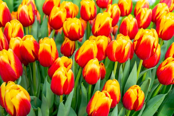 Red and yellow Tulip Sprengeri