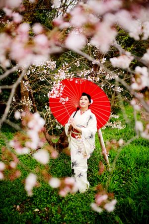 Japanese woman in light kimono holding red umbrella standing in a garden of cherry blossom trees