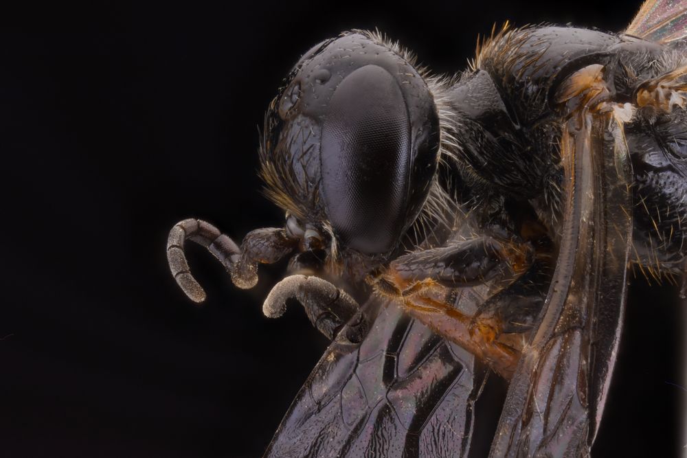 Fluffy orange flying insect with transparent wings