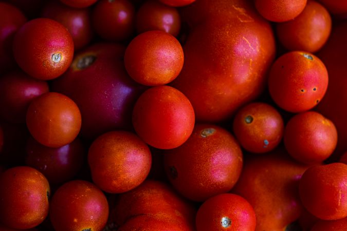 Different variation of tomato vegetable